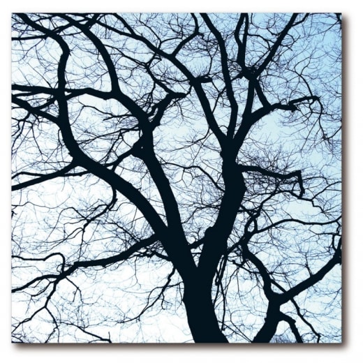 Obraz Fifty50 Old Trees 1, 50x50 cm - 1