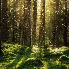 3D obraz Kúzelný machový les, 60x40 cm - 4