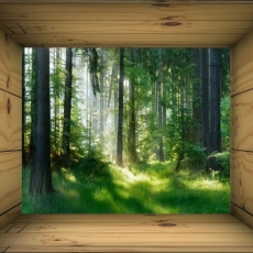 3D obraz Okno do lesa, 60x40 cm - 1