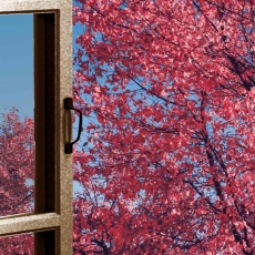 3D obraz Okno ružový strom, 120x80 cm - 4