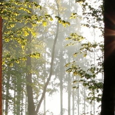 3D obraz Okno v ranním lese, 120x80 cm - 4