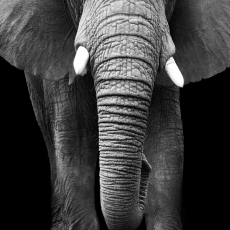 3D obraz Slon v kameni, 120x80 cm - 4