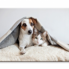 Dětský obraz pes a kočka, 120x80 cm - 1