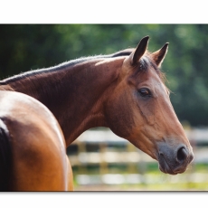 Doska umakartová Horse, 24x14m cm - 1