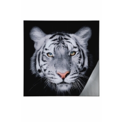 Nástenný obraz Tiger II, biela / čierna