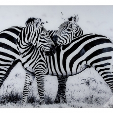 Nástenný obraz Zebras, biela / čierna - 1