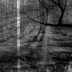 Obraz Černobílá pohoda lesa, 100x45 cm - 3