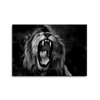 Obraz Černobílý královský lev, 60x40 cm