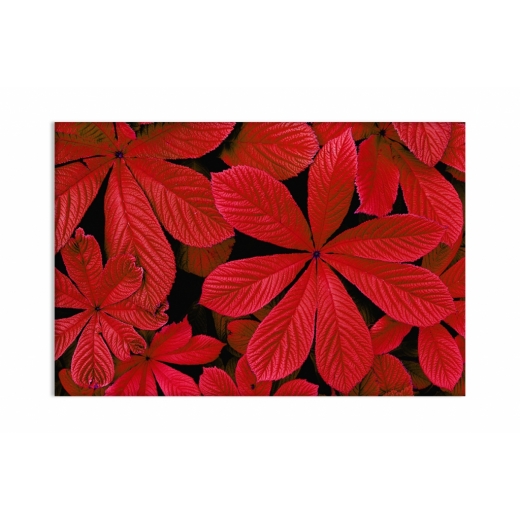 Obraz Červené listí, 120x80 cm - 1