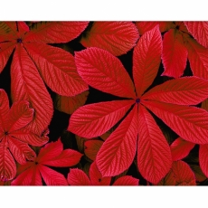 Obraz Červené listí, 120x80 cm - 1