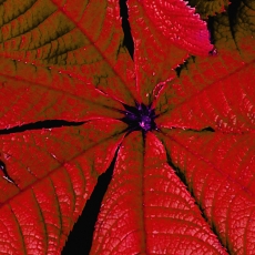Obraz Červené listí, 120x80 cm - 4