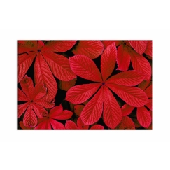 Obraz Červené lístie, 150x90cm