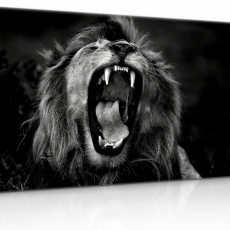 Obraz Čiernobiely kráľovský lev, 120x80 cm - 3