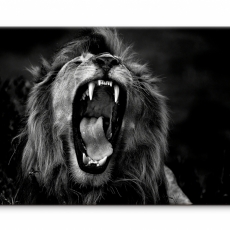 Obraz Čiernobiely kráľovský lev, 120x80 cm - 2