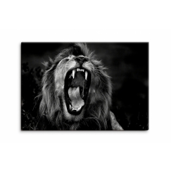 Obraz Čiernobiely kráľovský lev, 60x40cm