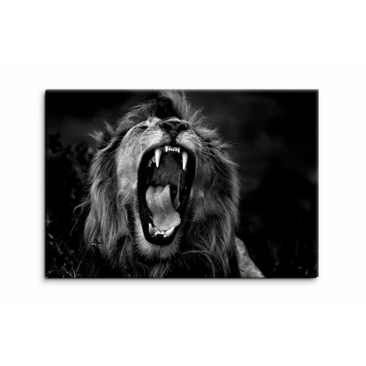 Obraz Čiernobiely kráľovský lev, 90x60 cm - 1