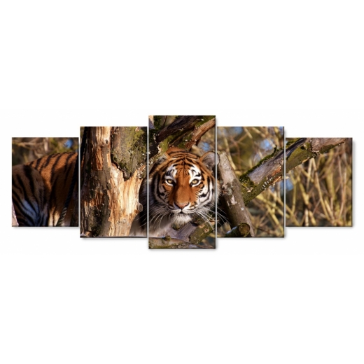Obraz Číhajúci tiger, 150x60 cm - 1