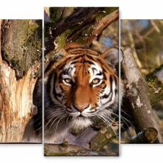 Obraz Číhajúci tiger, 150x60 cm - 1