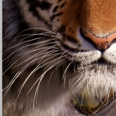 Obraz Číhajúci tiger, 150x60 cm - 4