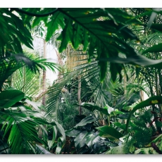 Obraz Domáca džungľa, 120x80 cm - 1