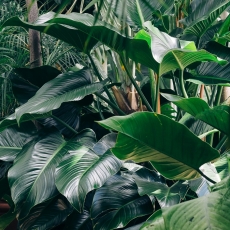 Obraz Domáca džungľa, 90x60 cm - 4