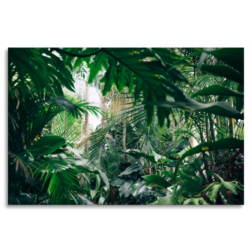 Obraz Domácí džungle, 75x50 cm - 1