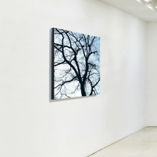 Obraz Fifty50 Old Trees 1, 50x50 cm - 2