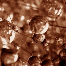 Obraz Jantarové kapky rosy, 60x60 cm - 6