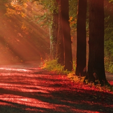 Obraz Jesenný les, 150x100 cm - 4