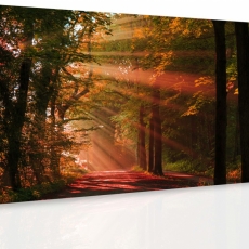 Obraz Jesenný les, 60x40 cm - 3