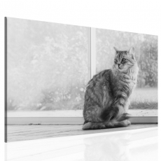 Obraz Kočka, 120x80 cm - 3