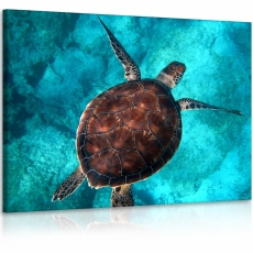 Obraz Korytnačka v mori, 90x60 cm - 3