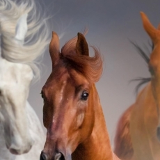 Obraz Krása koní, 120x70 cm - 3