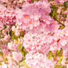 Obraz Kvetoucí stromy, 120x80 cm - 3