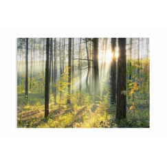 Obraz Lesní pohádka, 90x60 cm