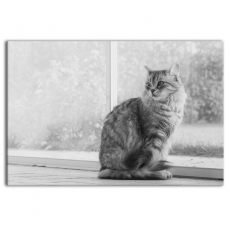 Obraz Mačka, 120x80 cm - 1