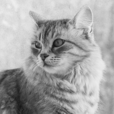 Obraz Mačka, 150x100cm - 4