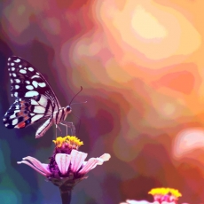 Obraz Motýl na květině, 100x60 cm - 4
