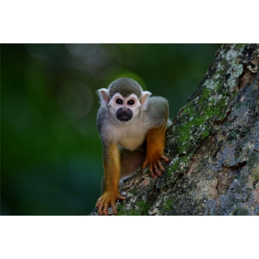 Obraz Opička na stromě, 120x80 cm - 1