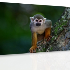 Obraz Opička na stromě, 120x80 cm - 3