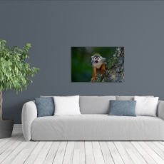 Obraz Opička na stromě, 120x80 cm - 2