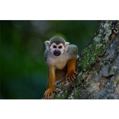 Obraz Opička na stromě, 120x80 cm