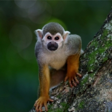 Obraz Opička na stromě, 150x100 cm - 1
