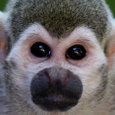 Obraz Opička na strome, 60x40 cm - 4