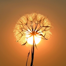 Obraz Pampeliška při západu slunce, 50x50 cm - 1