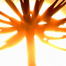 Obraz Pampeliška při západu slunce, 50x50 cm - 4