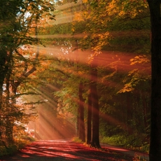 Obraz Podzimní les, 60x40 cm - 1