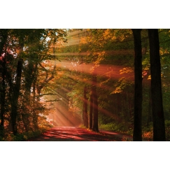 Obraz Podzimní les, 60x40 cm