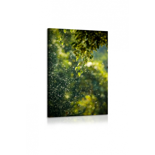 Obraz Ranné rozostrenie, 60x90 cm - 1