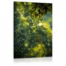 Obraz Ranné rozostrenie, 60x90 cm - 1
